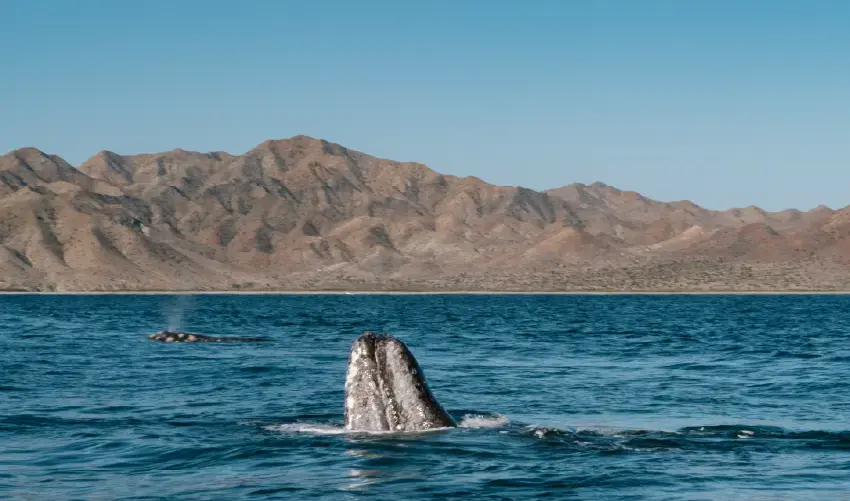 Viaje viaje-la-paz-mexico-tvg-4515