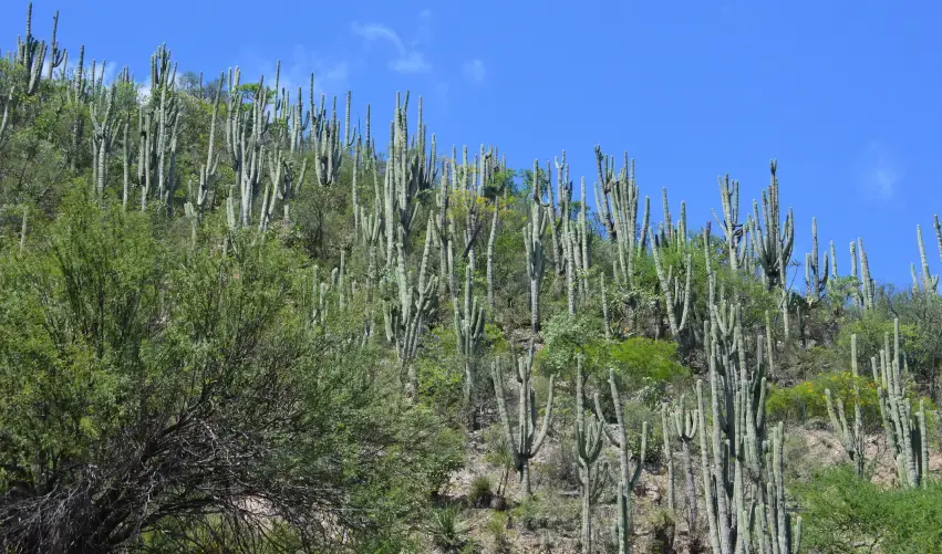Viaje viaje-tehuacan-puebla-mexico-5163