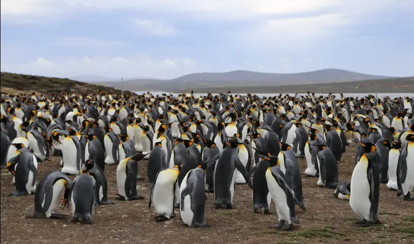 Viaje viaje-sudamerica-argentina-buenos-aires-madryn-calafate-ushuaia-tvg-5369