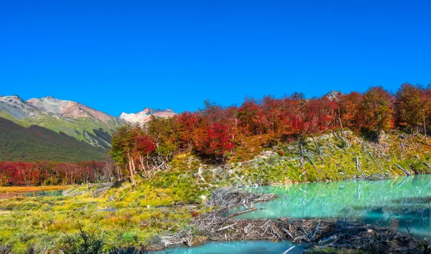Viaje viaje-sudamerica-argentina-buenos-aires-madryn-calafate-ushuaia-tvg-5369