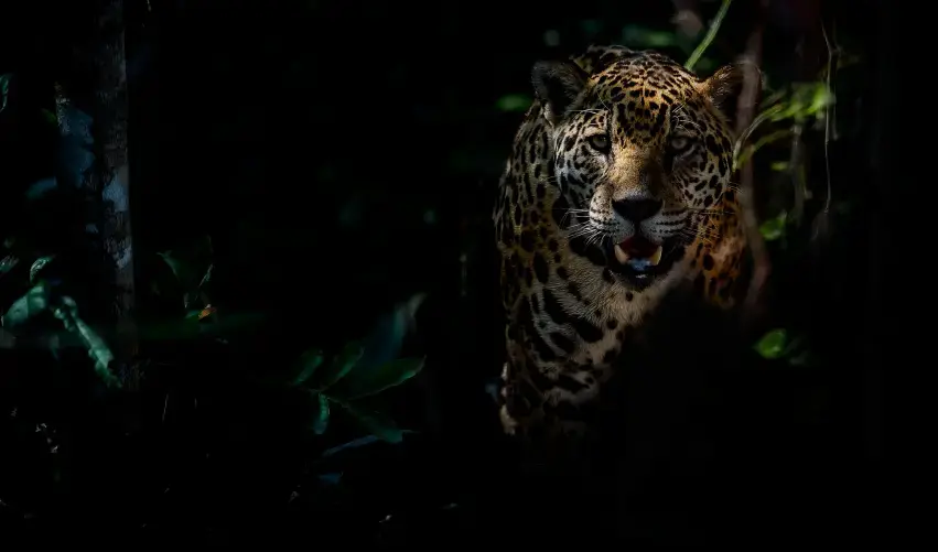 Viaje brasil-rio-pantanal-tvg-5527