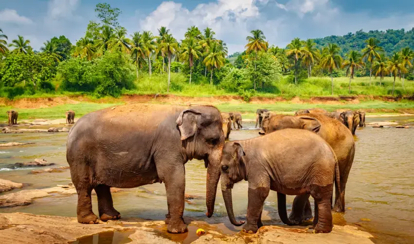 Viaje paquete-kerala-india-5552
